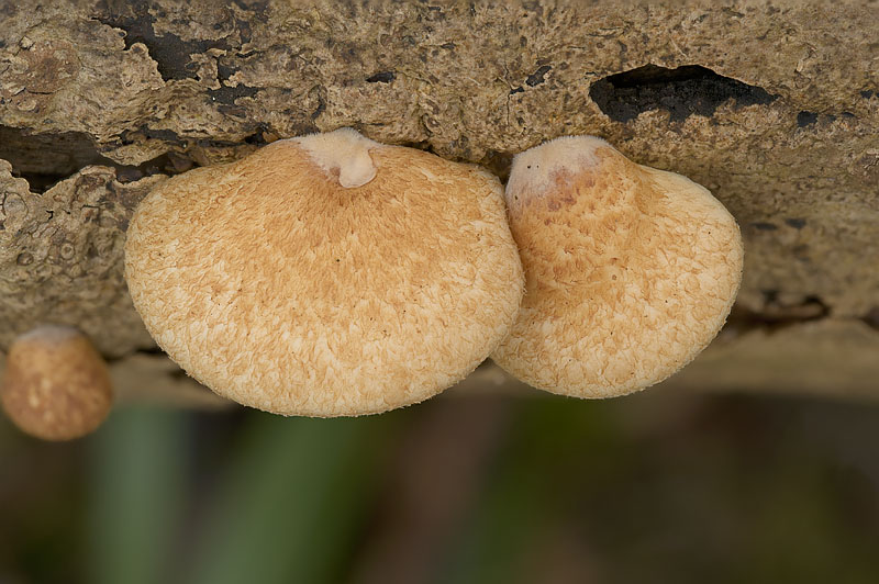 Crepidotus calolepis